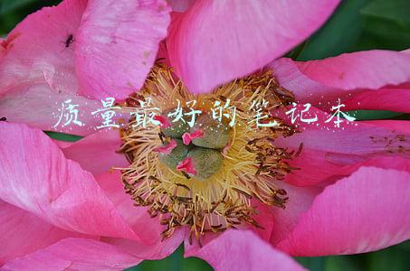 质量最好的笔记本排名(全球10大笔记本电脑品牌)