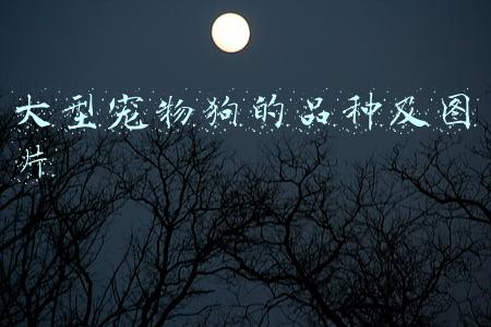 大型宠物狗图片品种大全(50张照片，世界上最大的50只狗品种)