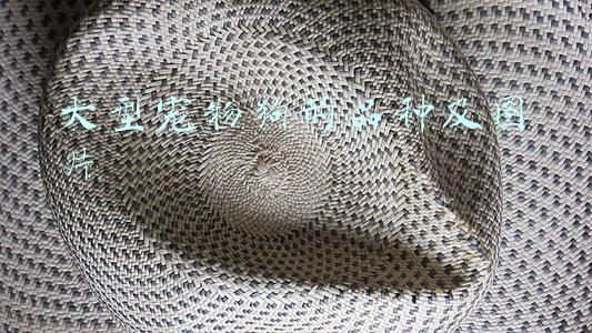 宠物狗品种大全及图片名称(6种常见狗狗的价格，你买贵了吗？)