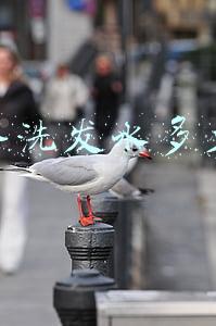 多芬洗发水多少钱(好用又平价，宝藏洗发水你值得拥有)
