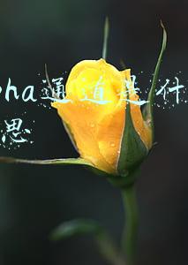 alpha通道是什么意思
