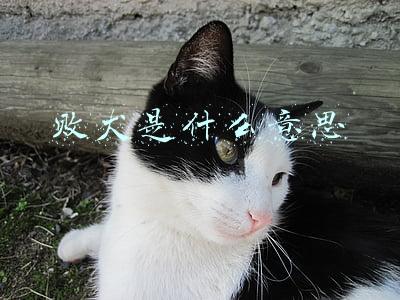 败犬是什么意思