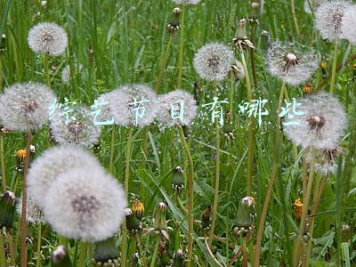 恋爱综艺节目有哪些(2021年度综艺大盘点！恋爱抓马应有尽有，喜剧音乐疗愈人心)