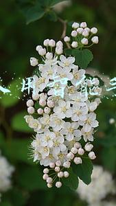 老人用智能手机