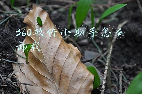 360软件小助手怎么卸载
