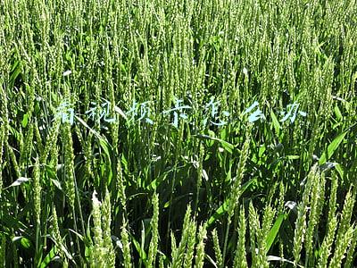 看视频卡怎么办