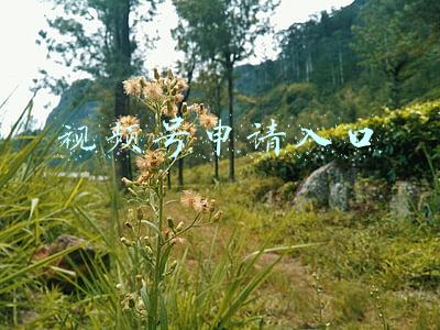视频号助手入口(视频号大更新！新增多个入口，打赏、连麦、美颜、抽奖上线)