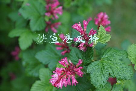 沙宣卷发棒