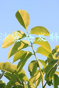 沙宣卷发棒
