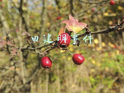 田建明事件