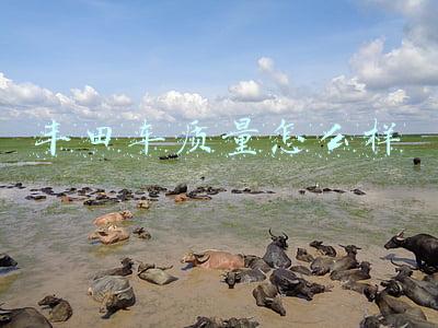 丰田车质量怎么样