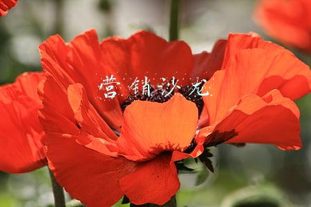 营销沙龙