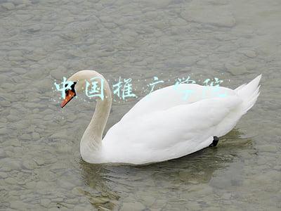 中国推广学院