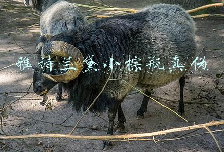 雅诗兰黛小棕瓶真伪
