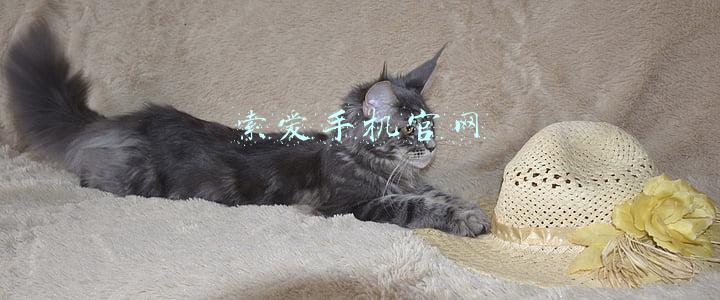 索爱手机官网售后(国潮品牌是怎样炼成的 专访索爱董事长刘建佳)