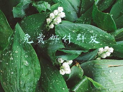 免费邮件群发
