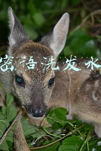 水之密语洗发水价格
