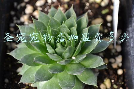 圣宠宠物加盟靠谱不:圣宠宠物加盟怎么样