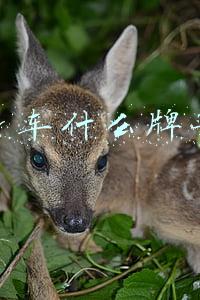 健身车什么牌子好
