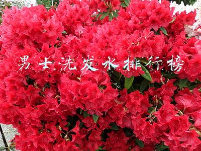 男士洗发水排行榜