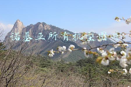 诺基亚所有机型图片