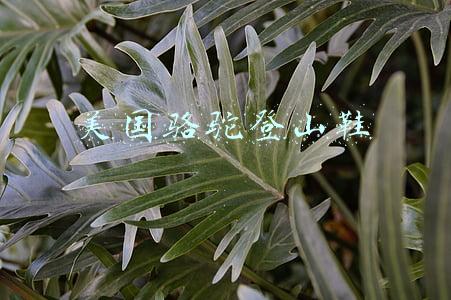美国骆驼登山鞋