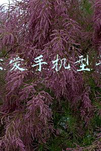 索爱手机型号S20A多少钱(又翻车！快手主播驴嫂平荣被曝卖假索爱手机，京东淘宝均无该机型)