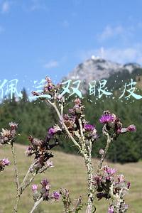 娥佩兰双眼皮胶水教程(双眼皮贴教程！精品！自己收藏！)