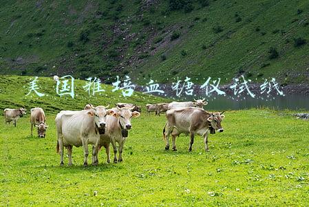 美国雅培血糖仪试纸