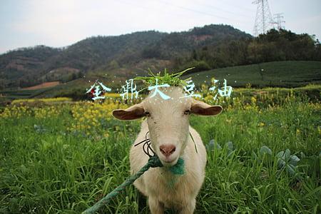金鼎大豆油5升多少钱(1月28日国际粮价：俄乌关系仍在影响全球粮价走势)