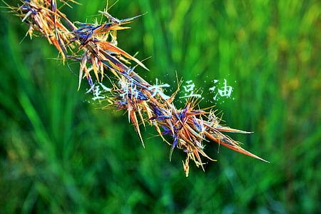 金鼎花生油(春节年货将至这款食用油居然要预约还限量——这么火爆？)