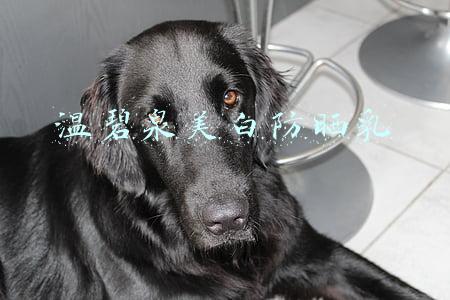 温碧泉保湿乳液(保湿乳液哪个牌子好？这些乳液深层补水提升弹性，令肌肤充满光泽)