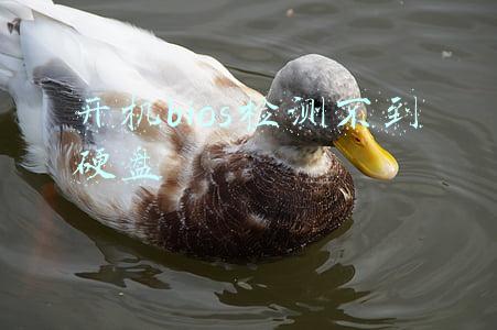 开机bios检测不到硬盘