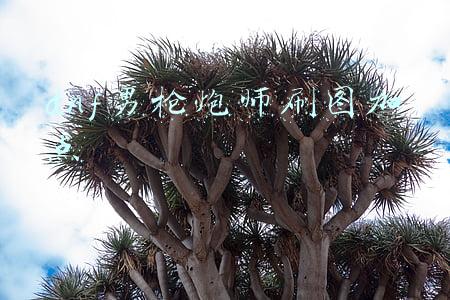 dnf男枪炮师刷图加点