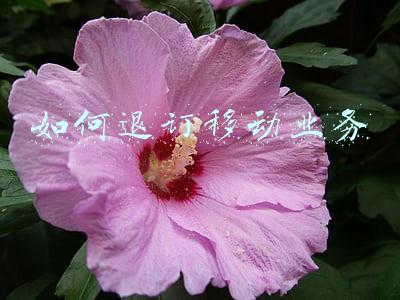 如何退订移动业务咪咕(中国移动力推\u0026#34;透明消费”新举措，发短信\u0026#34;0000\u0026#34;即可查询退订！)