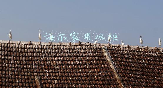 海尔冰柜哪款家用性价比高(全网份额第一！海尔冷柜发力高端场景跑赢双十一)
