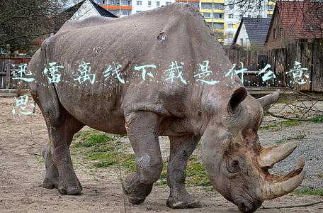 迅雷离线下载是什么意思