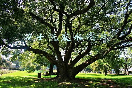 杨幂代言力士洗发水图片(180223 杨幂国际知名洗护类代言正式官宣 幂之闪耀你值得拥有)