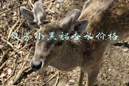 小黑裙香水专柜价格(娇兰小黑裙香水多少钱 娇兰小黑裙香水专柜价格)