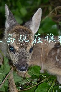 钓鱼岛现在谁控制2021年(2021年6月16日，中国海警2301舰艇编队在我钓鱼岛领海内巡航)