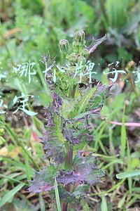 路由器哪个牌子最好信号最稳定 路由器哪个牌子最好信号最稳定