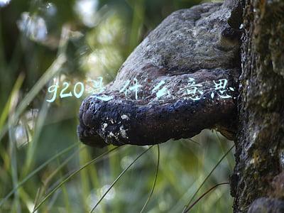 g20是什么意思 g20是什么意思