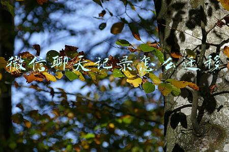 微信聊天记录怎么迁移 微信聊天记录怎么迁移