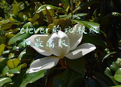 clever的比较级和最高级怎么写(英语形近词解析 Clover,clever)