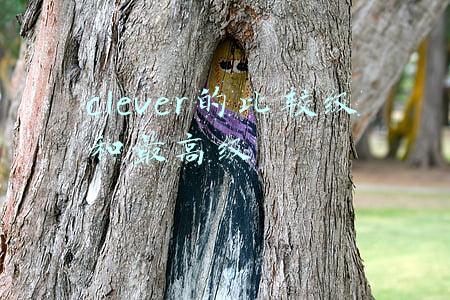 clever的比较级和最高级怎么读(8年级英语第三单元 形容词副词的比较级)