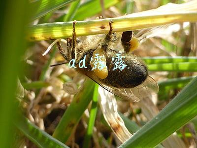 ad露露怎么出装2021(《英雄联盟手游》璐璐各位置出装图文教程 璐璐装备搭配攻略)