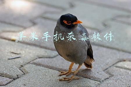 苹果手机杀毒软件