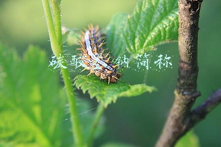 碳酸氢钠简称 碳酸氢钠简称