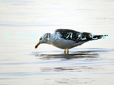 飞利浦剃须刀充电器都是一样的吗(PHILIPS 飞利浦 Norelco S9731 电动剃须刀 VS RQ1050 简单对比)