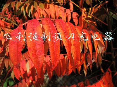 飞利浦剃须刀充电器多少钱(39元剃须刀好用么，3刀头，带数显，TYPE-C充电)